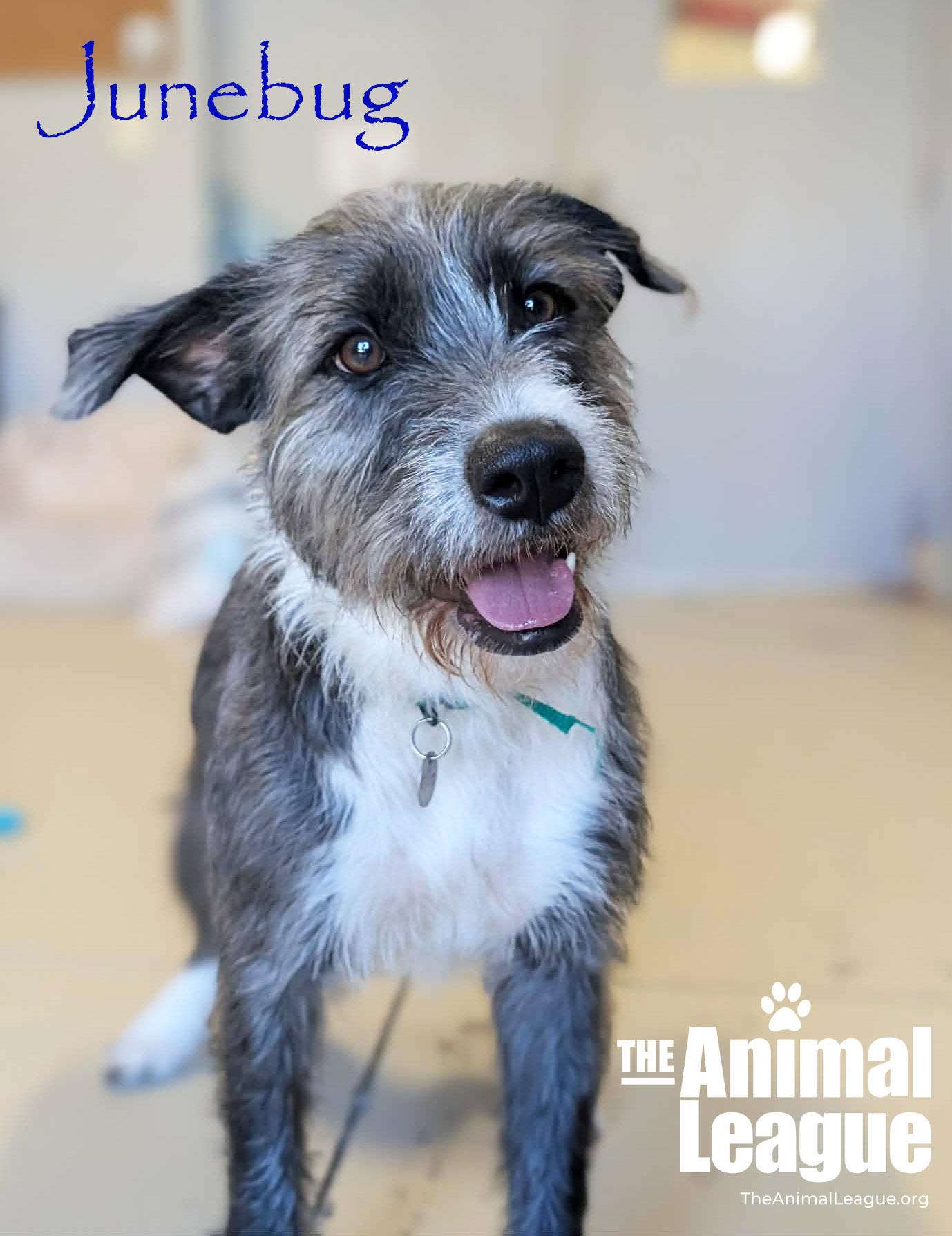 Enlarge Junebug, a ADOPTABLE mixed breed in Clermont, FL image 4/6