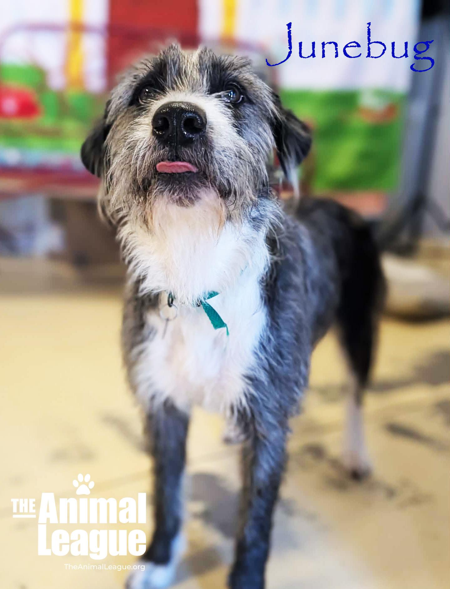 Enlarge Junebug, a ADOPTABLE mixed breed in Clermont, FL image 2/6