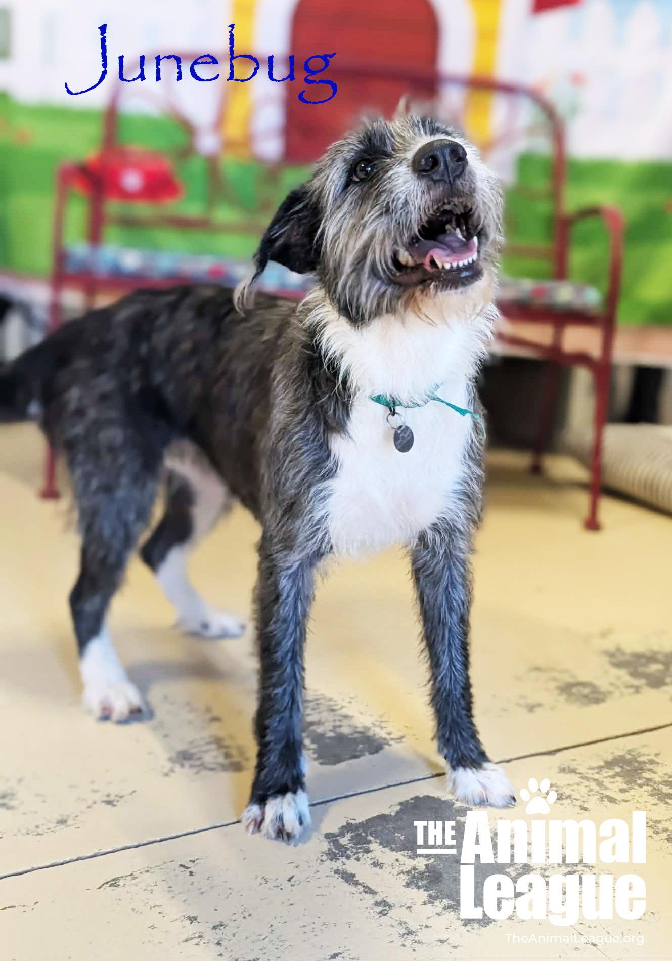 Enlarge Junebug, a ADOPTABLE mixed breed in Clermont, FL image 6/6