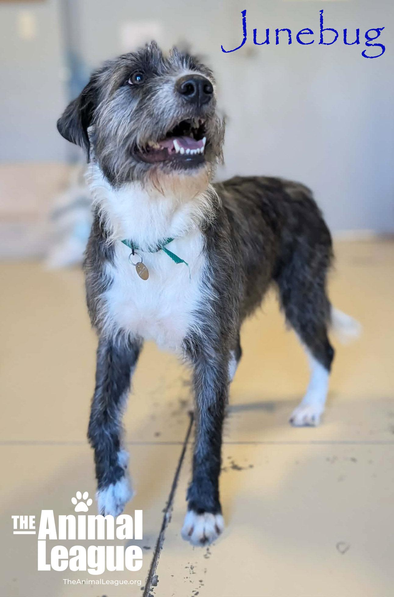 Enlarge Junebug, a ADOPTABLE mixed breed in Clermont, FL image 1/6