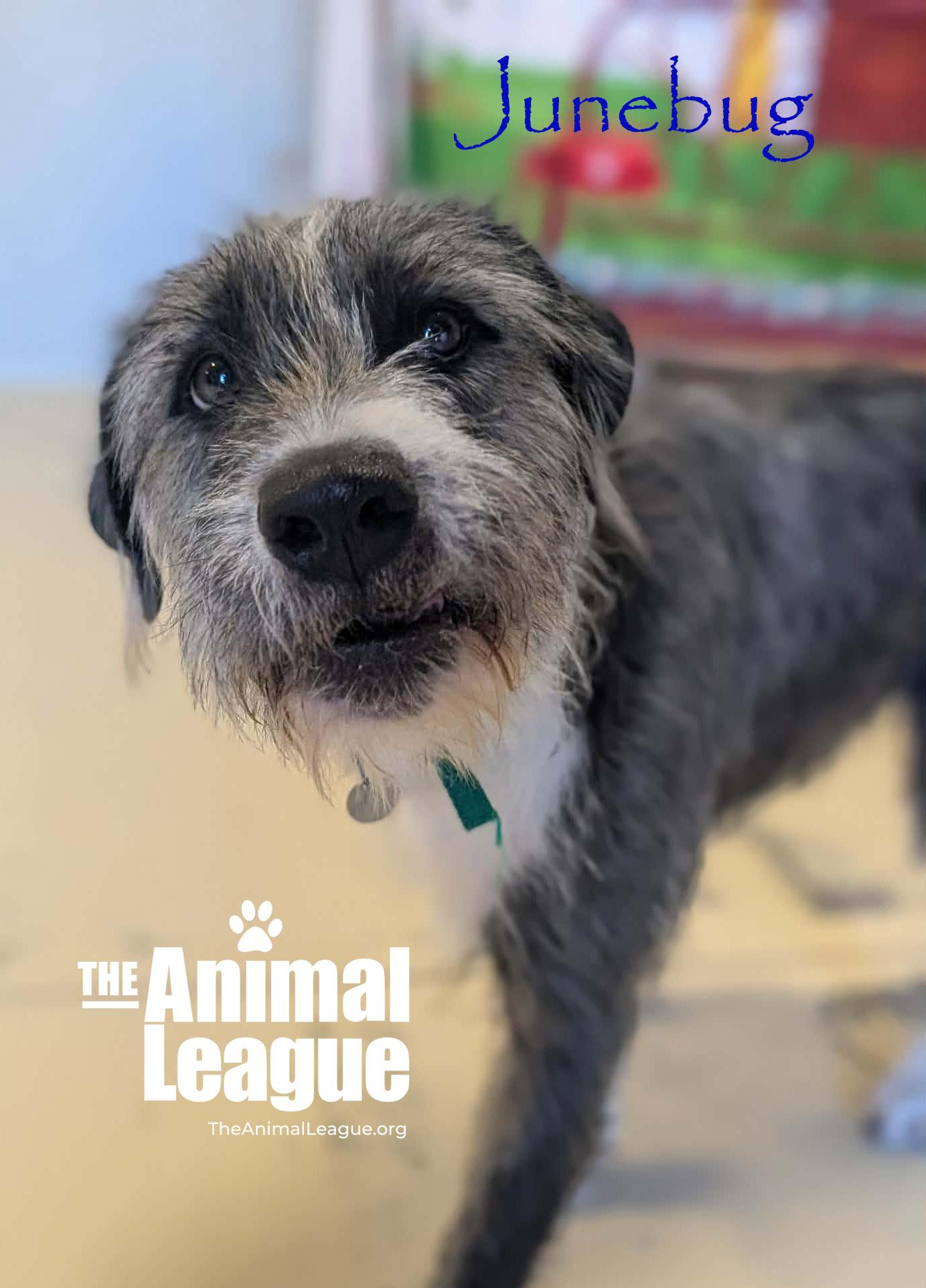 Enlarge Junebug, a ADOPTABLE mixed breed in Clermont, FL image 3/6