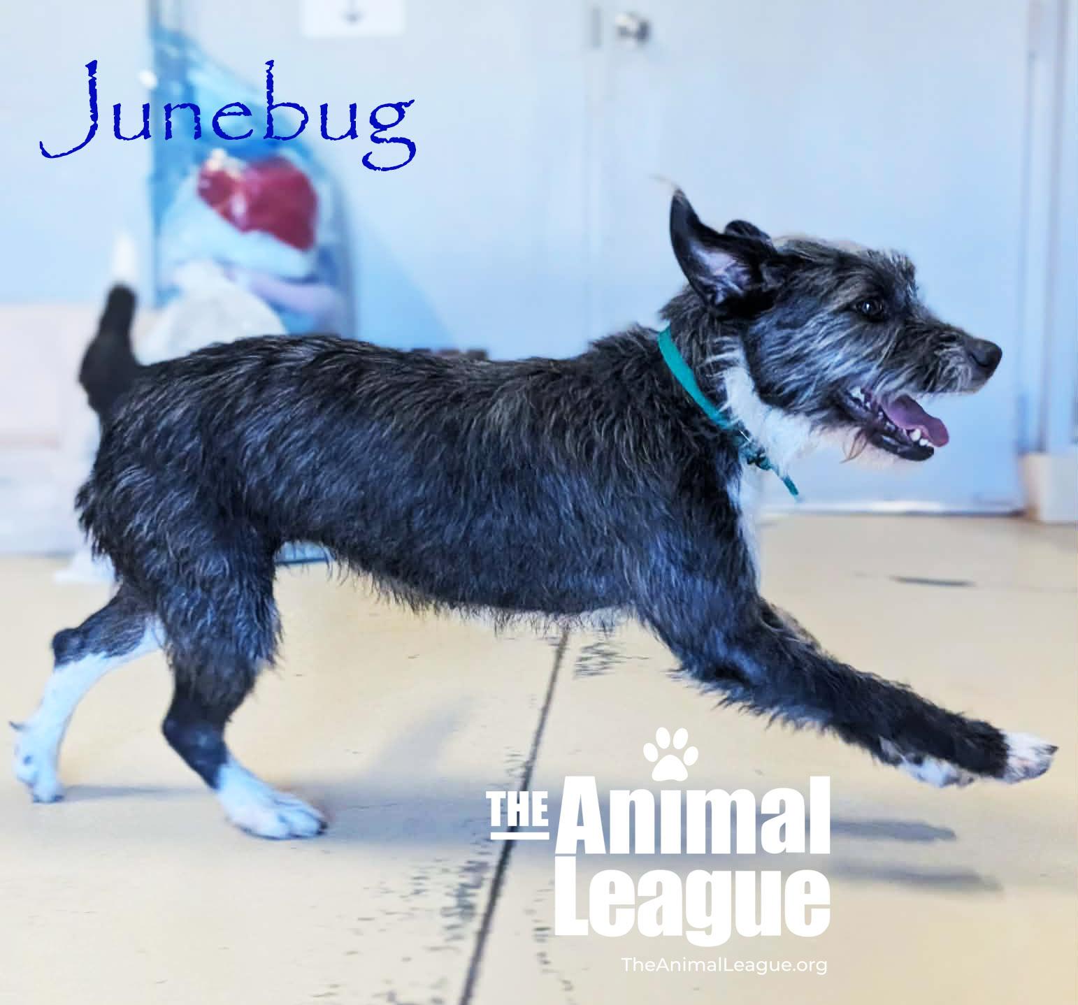 Enlarge Junebug, a ADOPTABLE mixed breed in Clermont, FL image 5/6