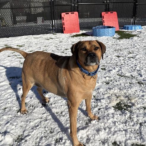 Izzy, a Adoptable Mixed Breed in Pittsburgh, PA image 2/6