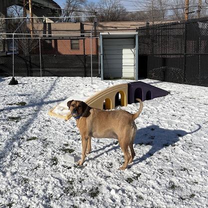 Izzy, a Adoptable Mixed Breed in Pittsburgh, PA image 3/6