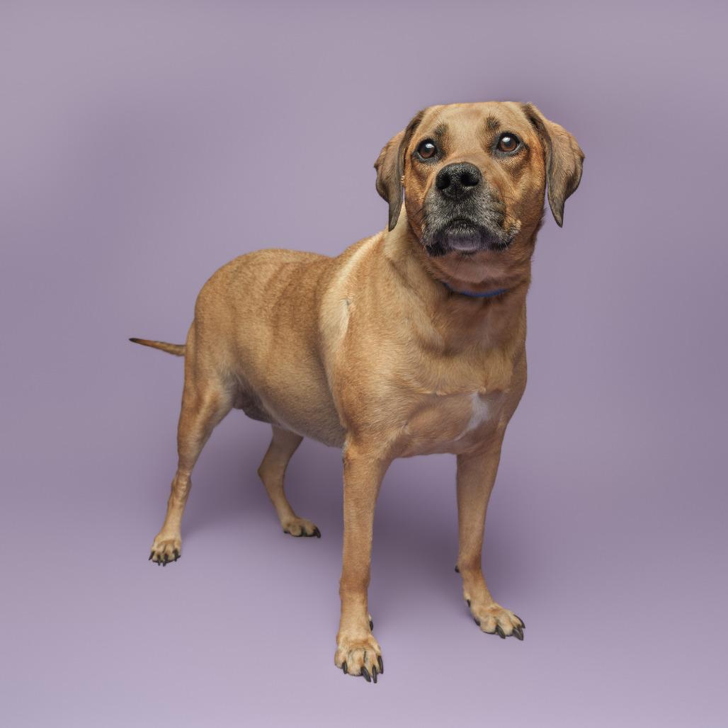 Izzy, Adoptable, Senior Female Mixed Breed.