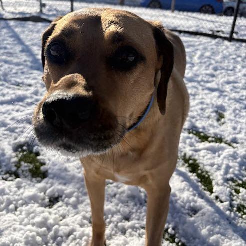 Izzy, a Adoptable Mixed Breed in Pittsburgh, PA image 4/6
