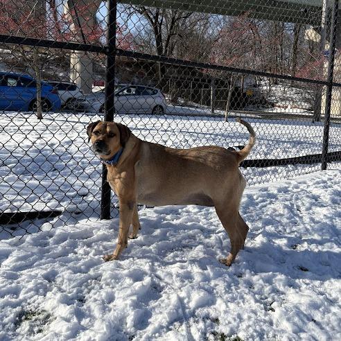 Izzy, a Adoptable Mixed Breed in Pittsburgh, PA image 6/6