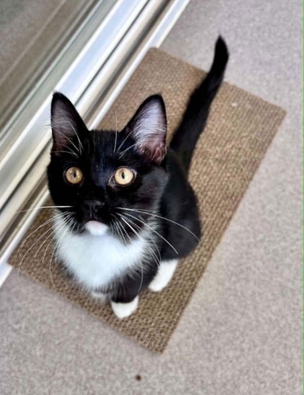 Scooter, Adoptable, Kitten Male Domestic Short Hair.