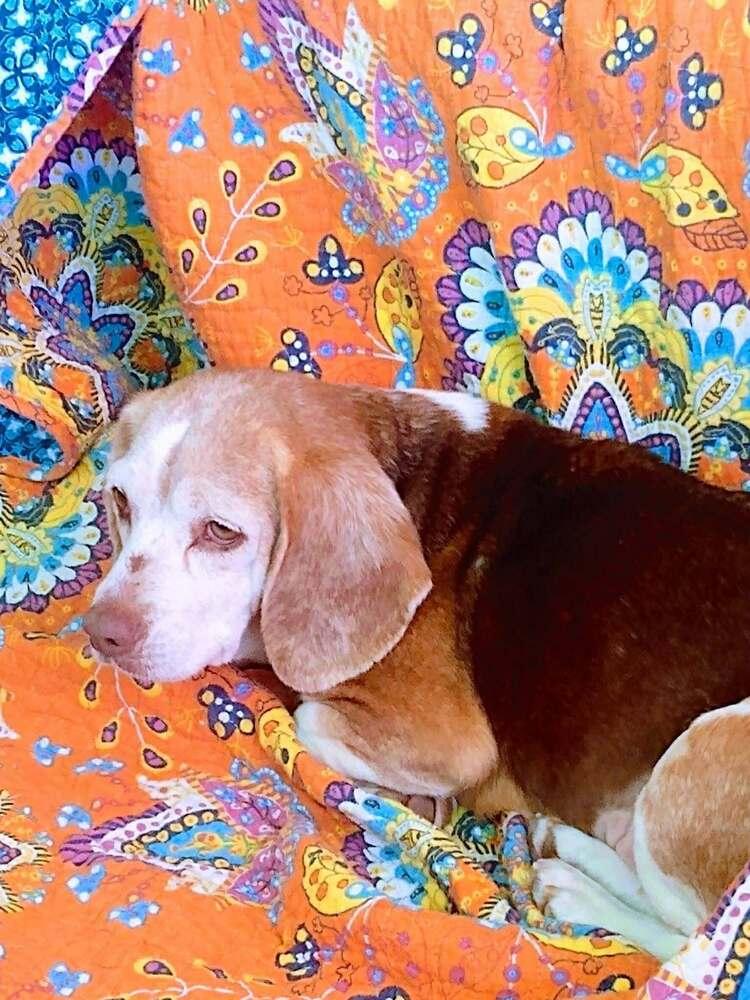 FLOSSY, Adoptable, Adult Female Beagle.