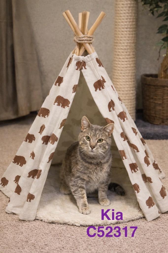 Enlarge Kia, a Adoptable mixed breed in Clarksville, TN image 1/3