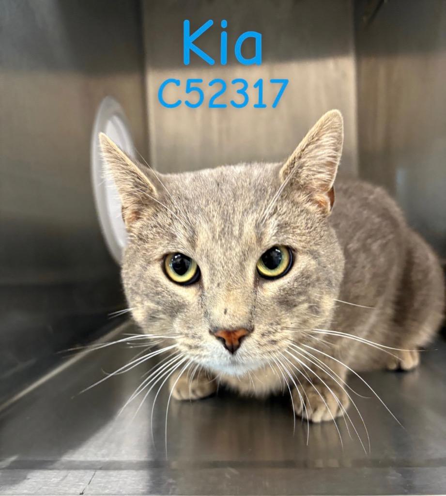 Enlarge Kia, a Adoptable mixed breed in Clarksville, TN image 2/3