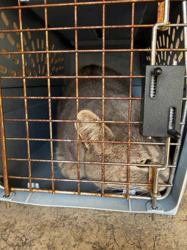 Enlarge Kia, a Adoptable mixed breed in Clarksville, TN image 3/3