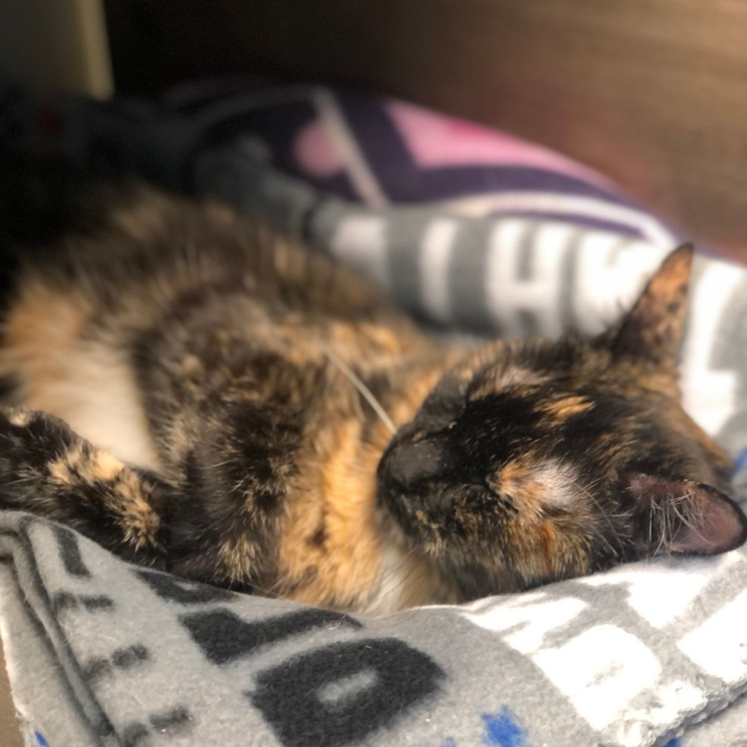 Cookie, an adoptable Domestic Short Hair in Crystal Lake, IL, 60012 | Photo Image 6