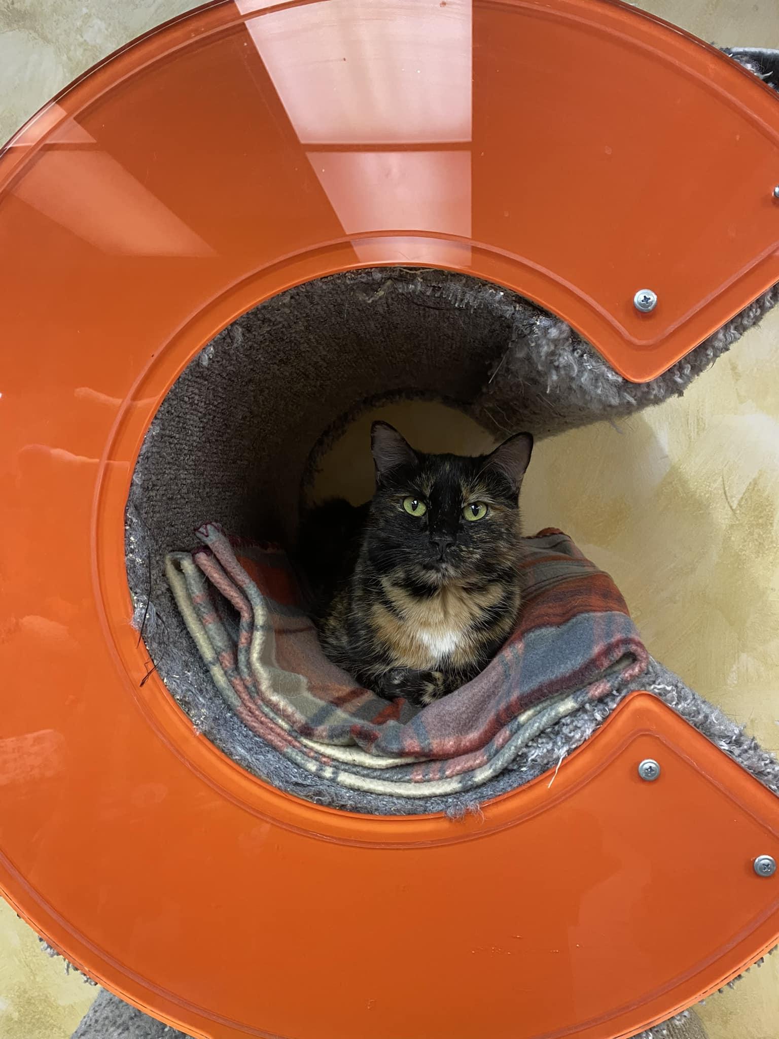 Cookie, an adoptable Domestic Short Hair in Crystal Lake, IL, 60012 | Photo Image 4