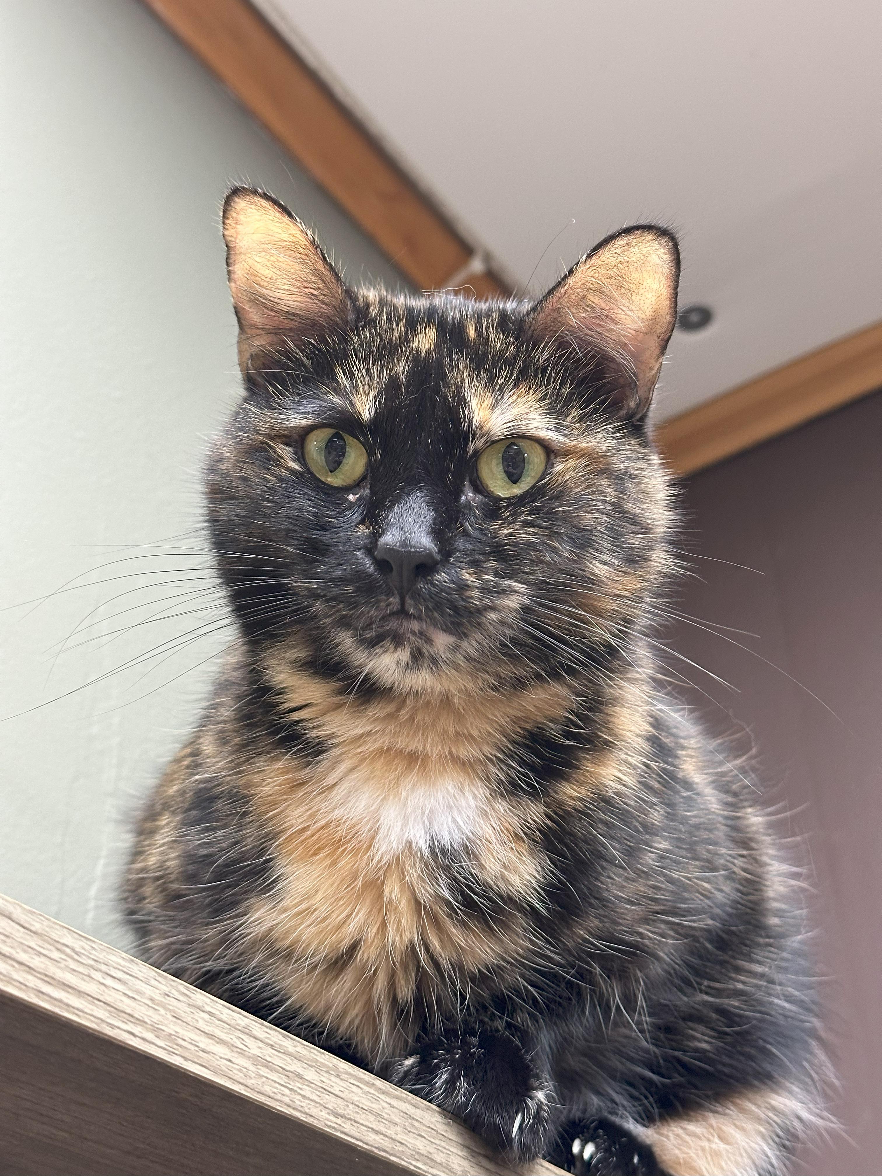Cookie, an adoptable Domestic Short Hair in Crystal Lake, IL, 60012 | Photo Image 5