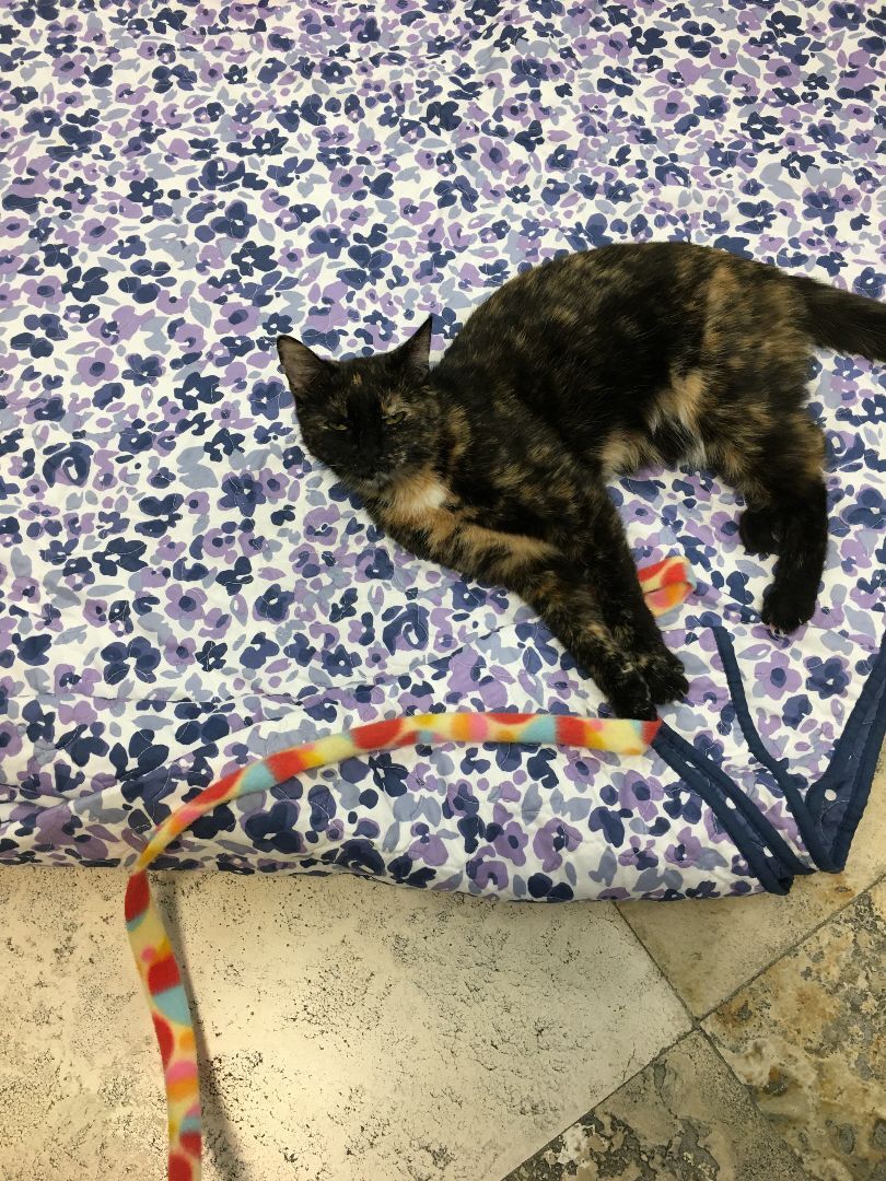 Cookie, an adoptable Domestic Short Hair in Crystal Lake, IL, 60012 | Photo Image 3