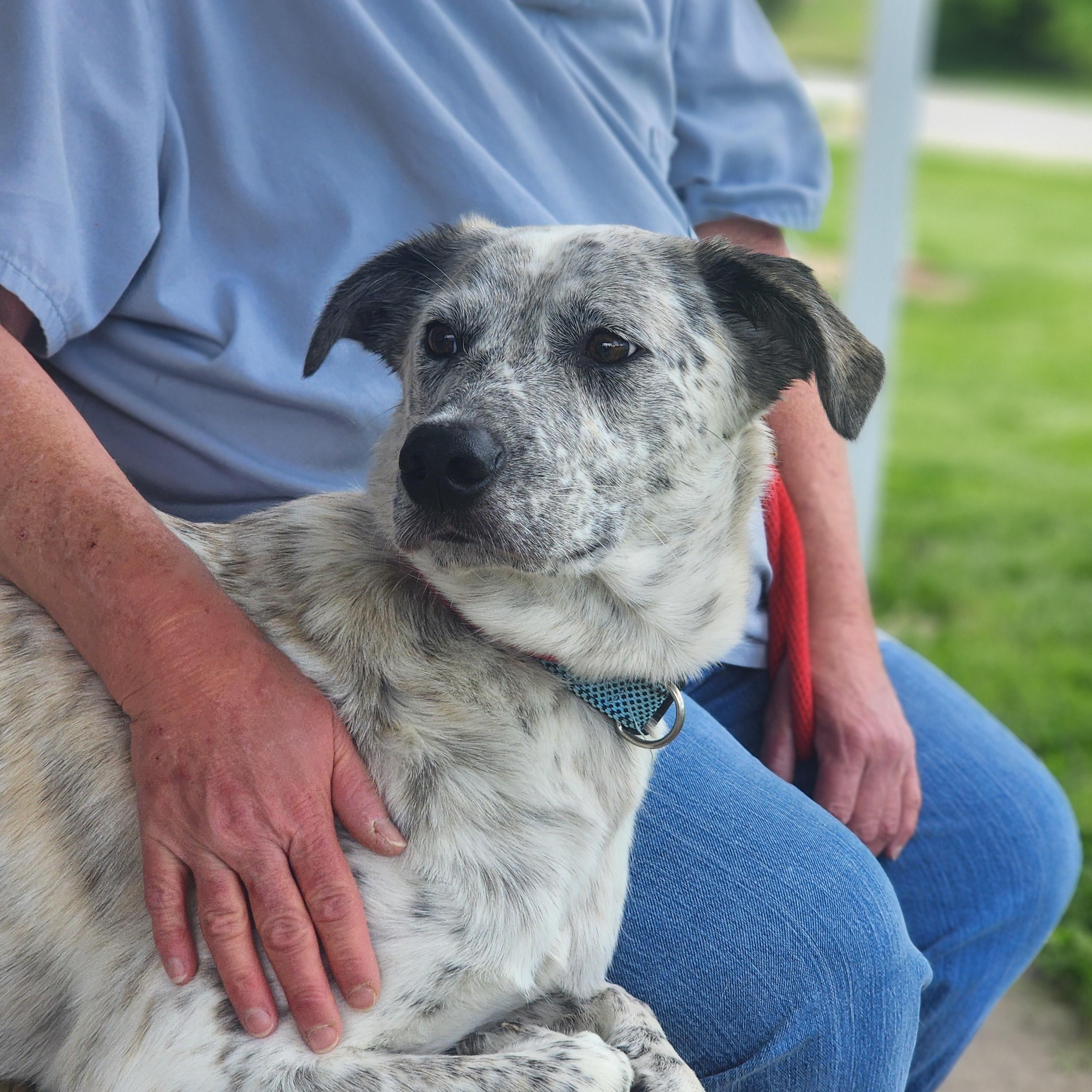 Ace, a Adoptable mixed breed in Clinton, MO image 2/4