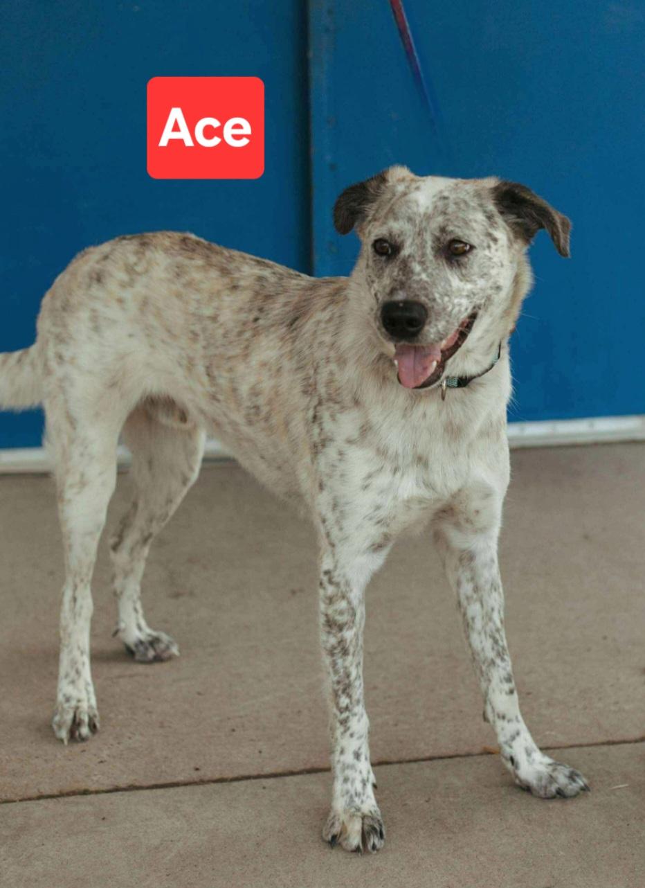 Enlarge Ace, an adopted mixed breed in Clinton, MO image 2/5