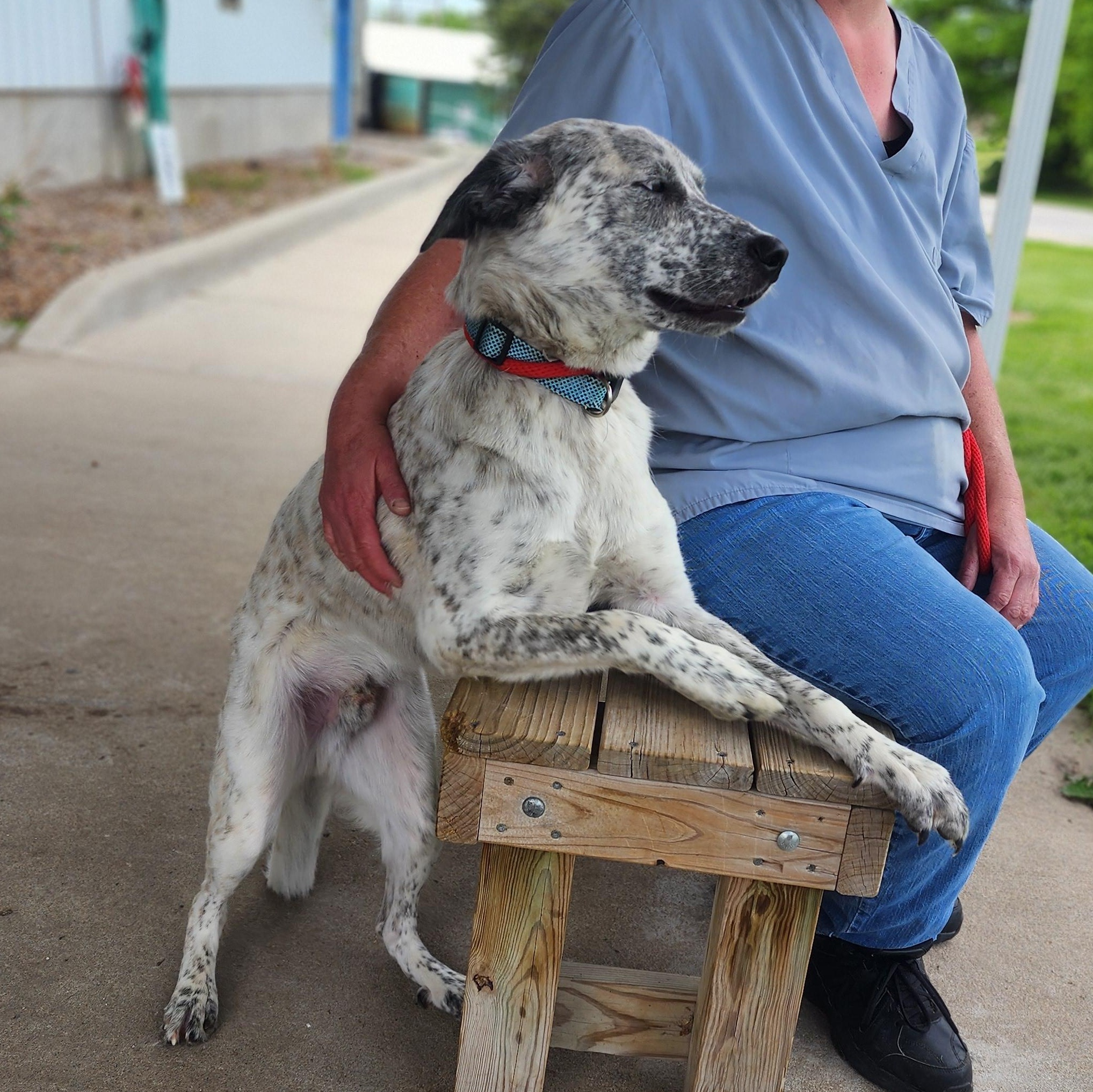 Ace, a Adoptable mixed breed in Clinton, MO image 3/4