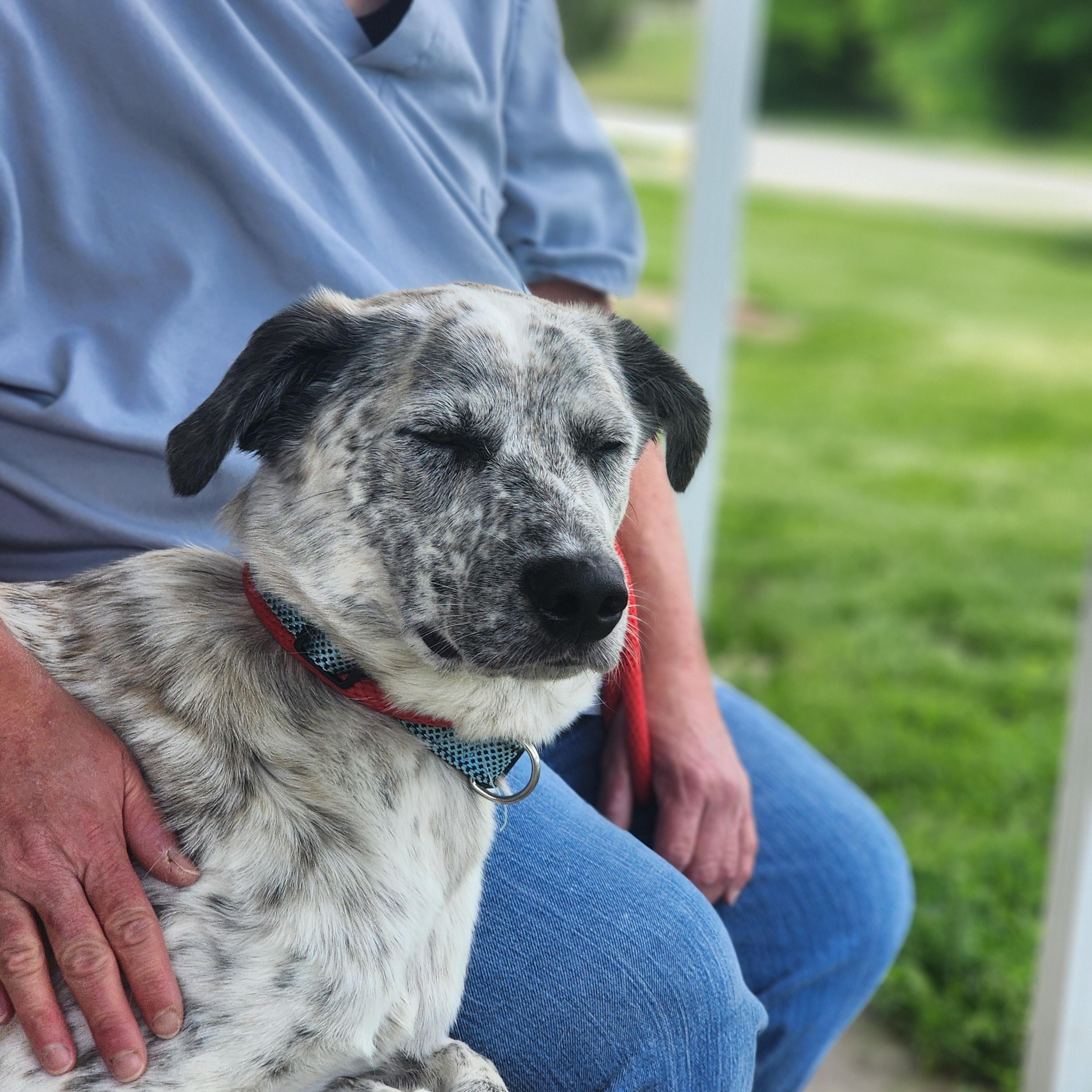 Ace, a Adoptable mixed breed in Clinton, MO image 4/4