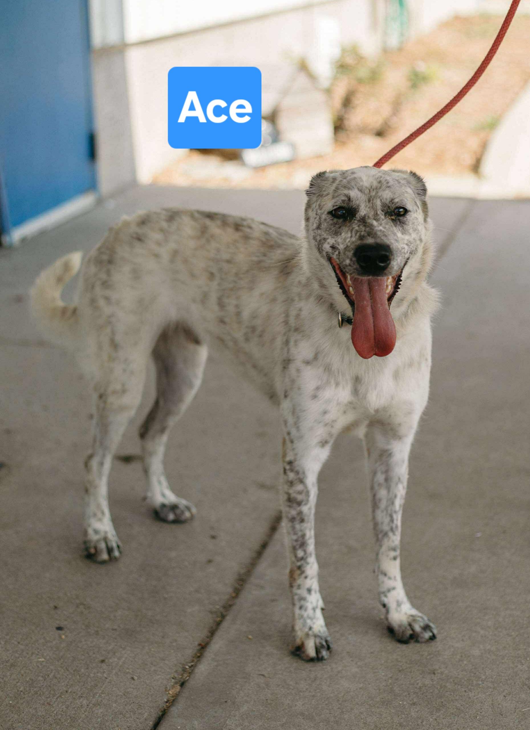 Ace, a Adoptable mixed breed in Clinton, MO image 1/4