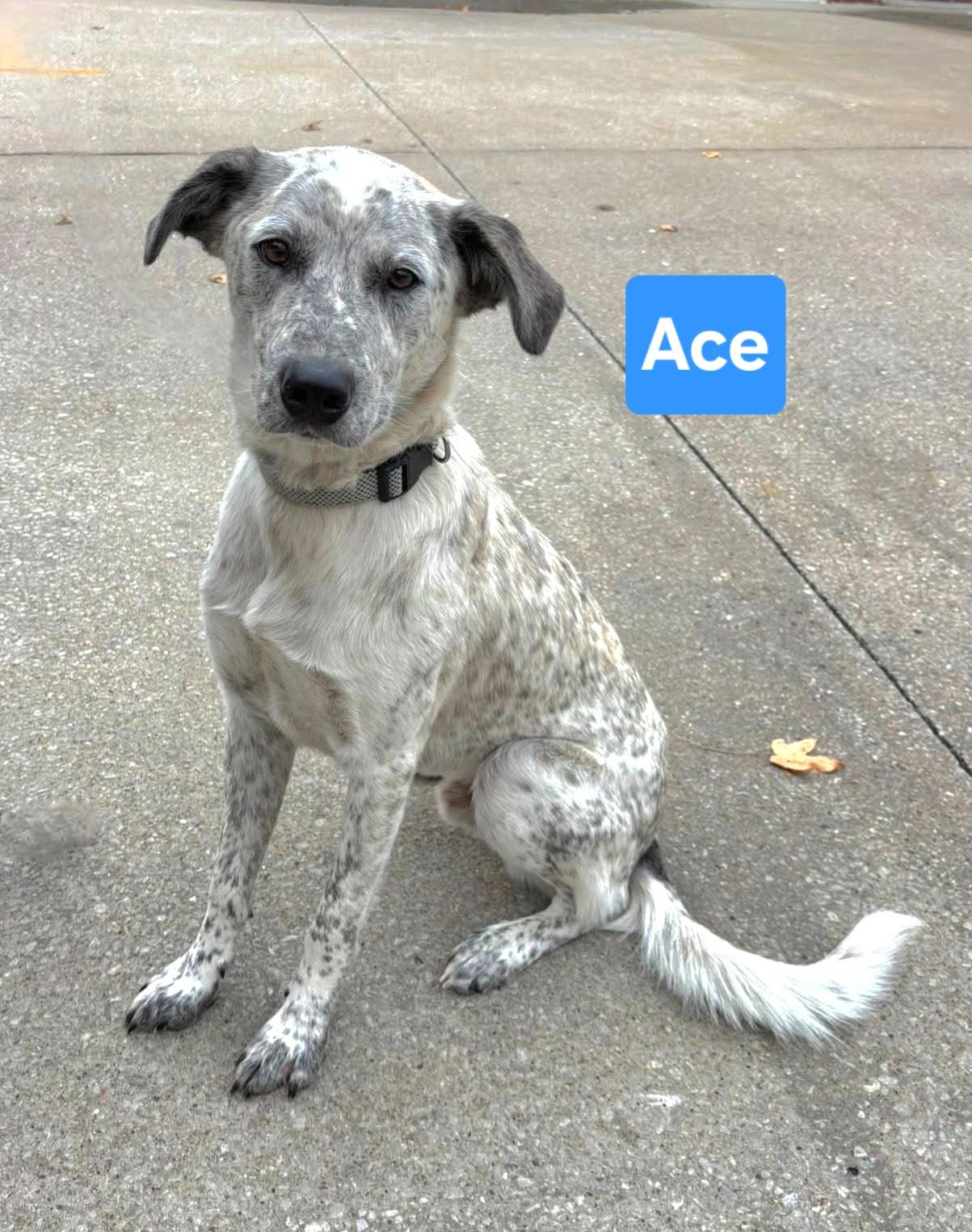Enlarge Ace, an adopted mixed breed in Clinton, MO image 1/5