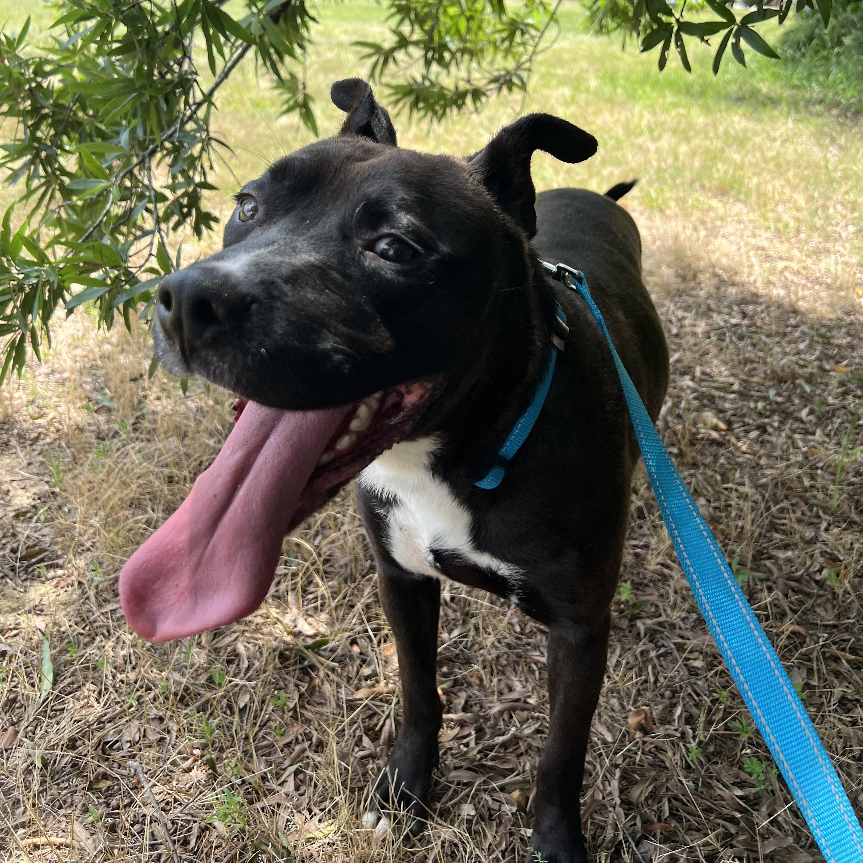 Enlarge Keith, an adoptable Mixed Breed in Farmingdale, NJ image 3/6