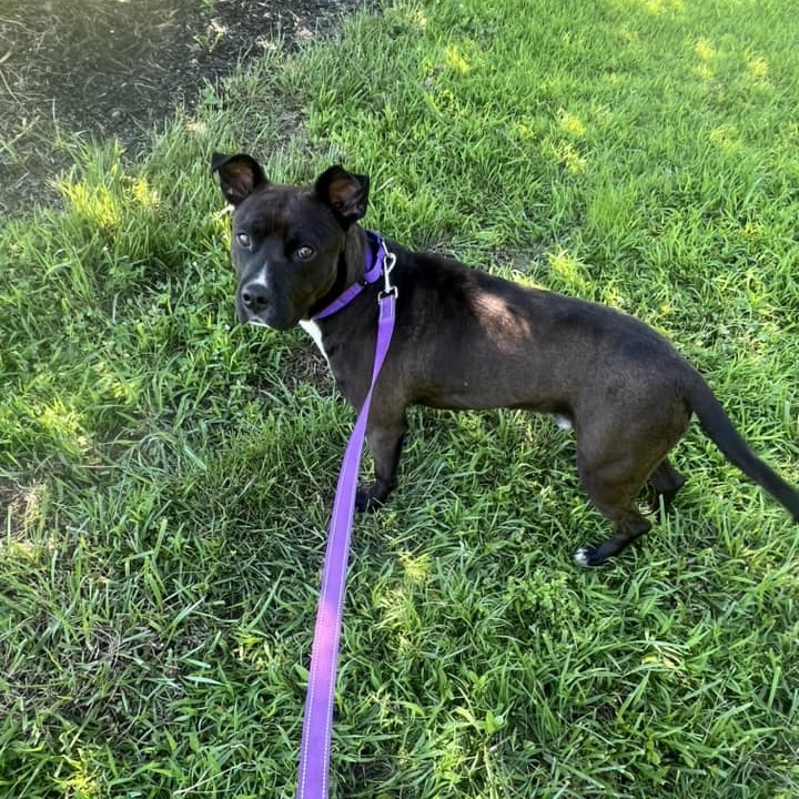 Enlarge Keith, an adoptable Mixed Breed in Farmingdale, NJ image 5/6