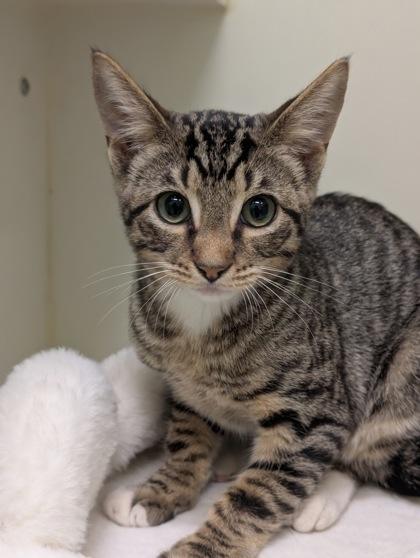 Enlarge Joey, a Adoptable mixed breed in Mansfield, TX image 1/1