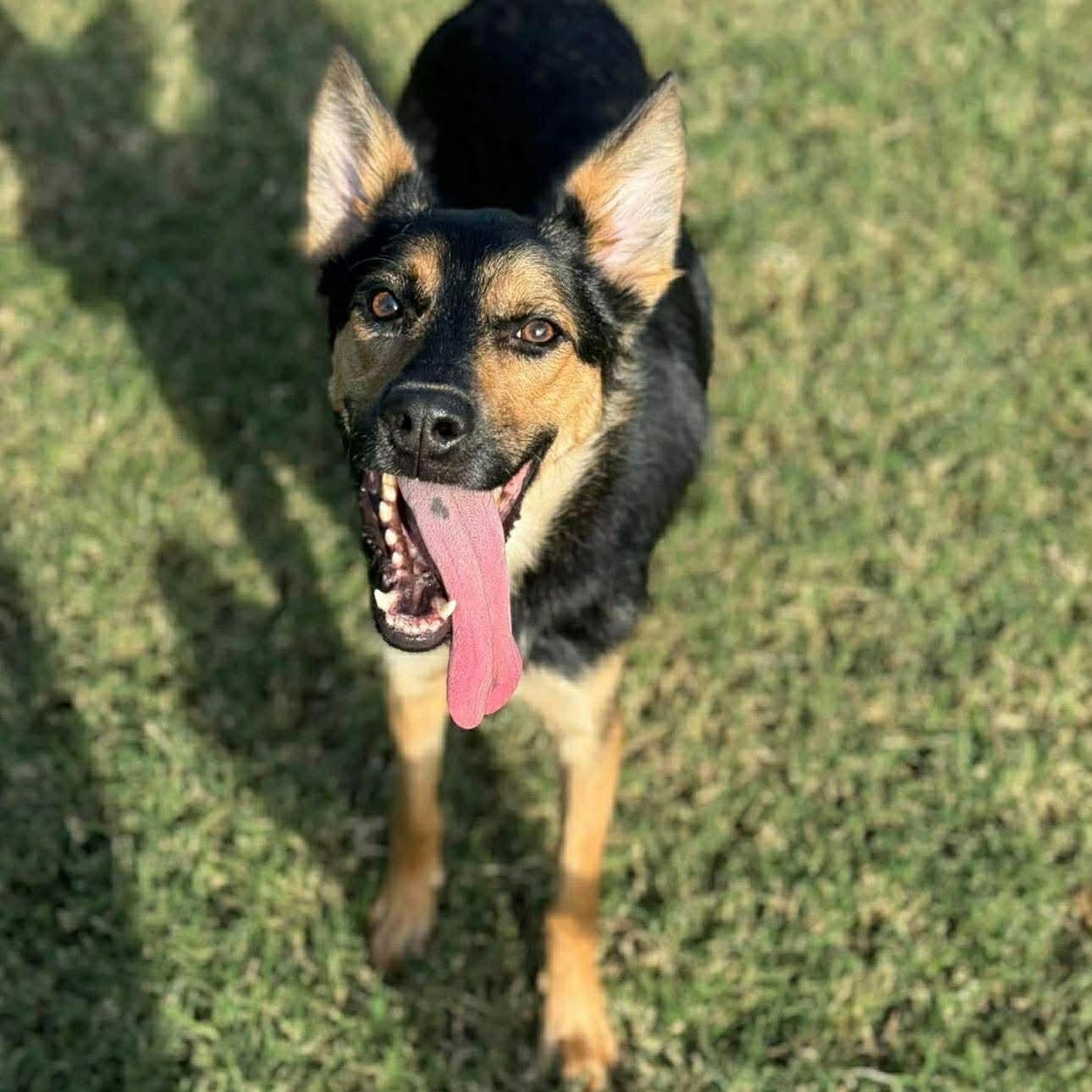 Whim , ADOPTABLE, Adult Male Mixed Breed.