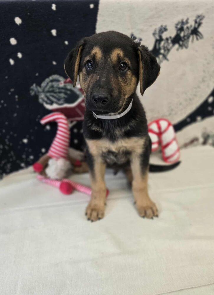 Turnip, Adoptable, Puppy Male German Shepherd Dog.