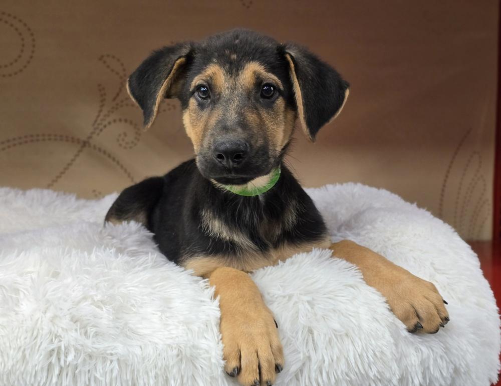 Turnip, Adoptable, Puppy Male German Shepherd Dog.