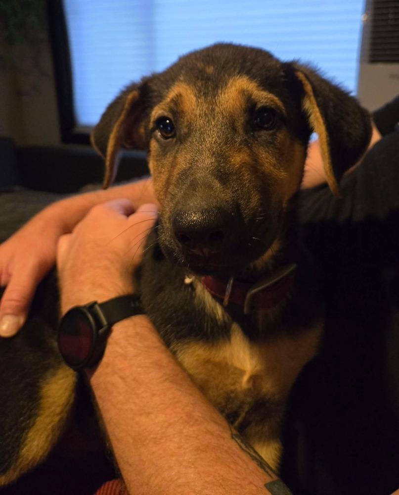 Enlarge Turnip, a Adoptable mixed breed in Sedalia, CO image 3/6