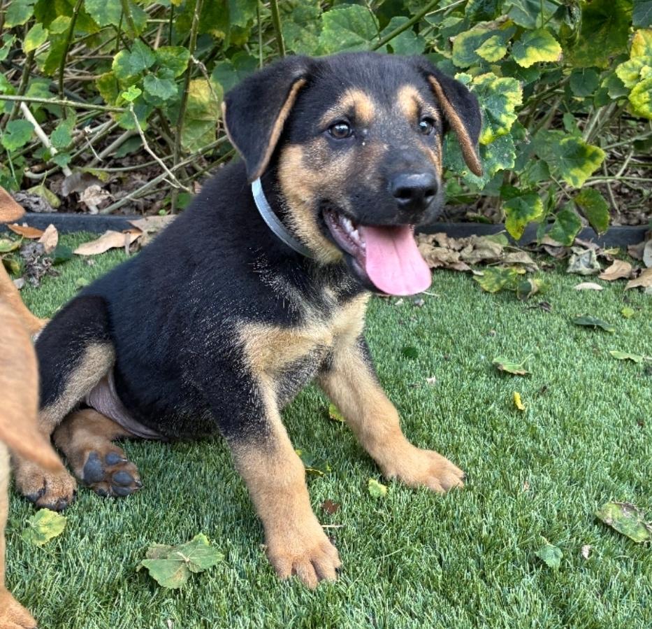 Enlarge Turnip, a Adoptable mixed breed in Sedalia, CO image 4/6