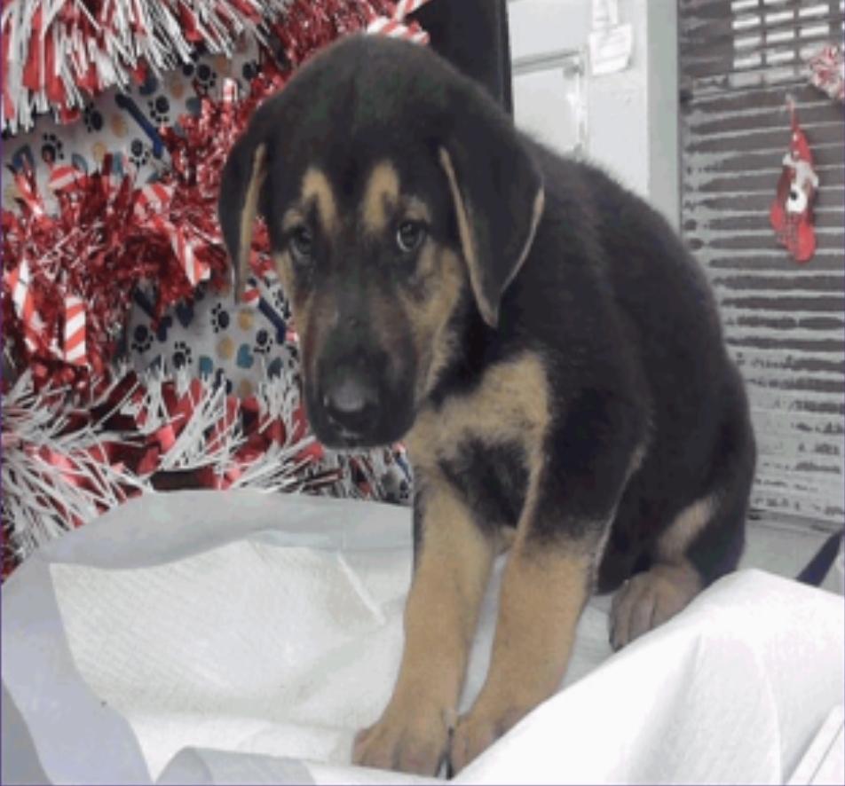 Enlarge Turnip, a Adoptable mixed breed in Sedalia, CO image 5/6