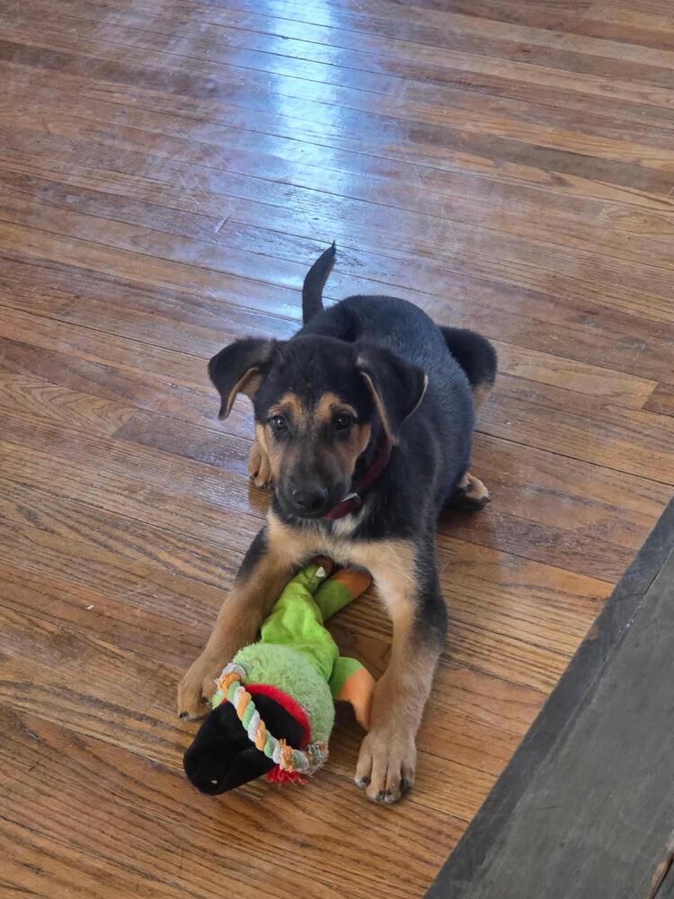 Enlarge Turnip, a Adoptable mixed breed in Sedalia, CO image 6/6