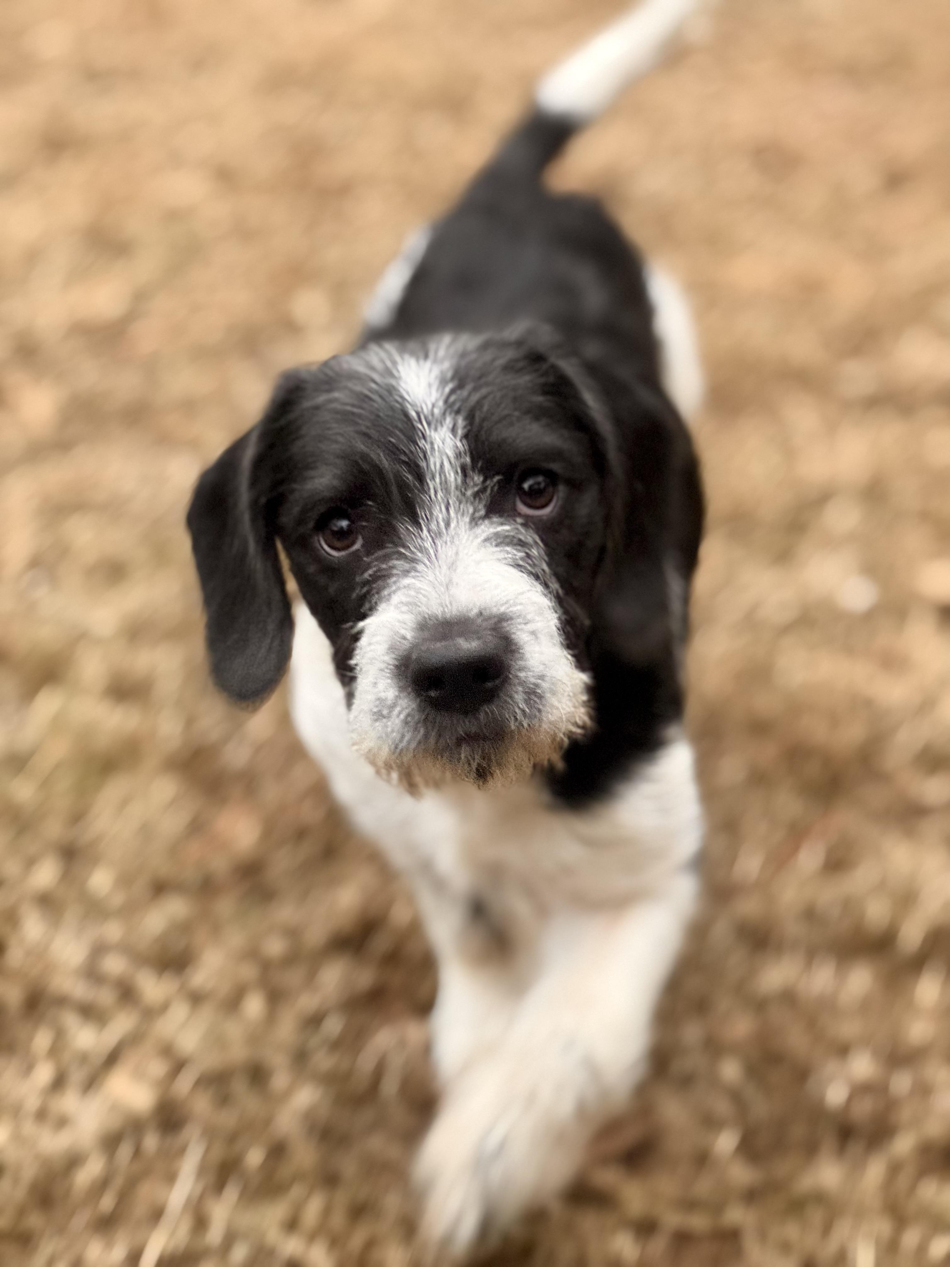 Enlarge Cecil, a ADOPTABLE mixed breed in Hagerstown, MD image 2/5