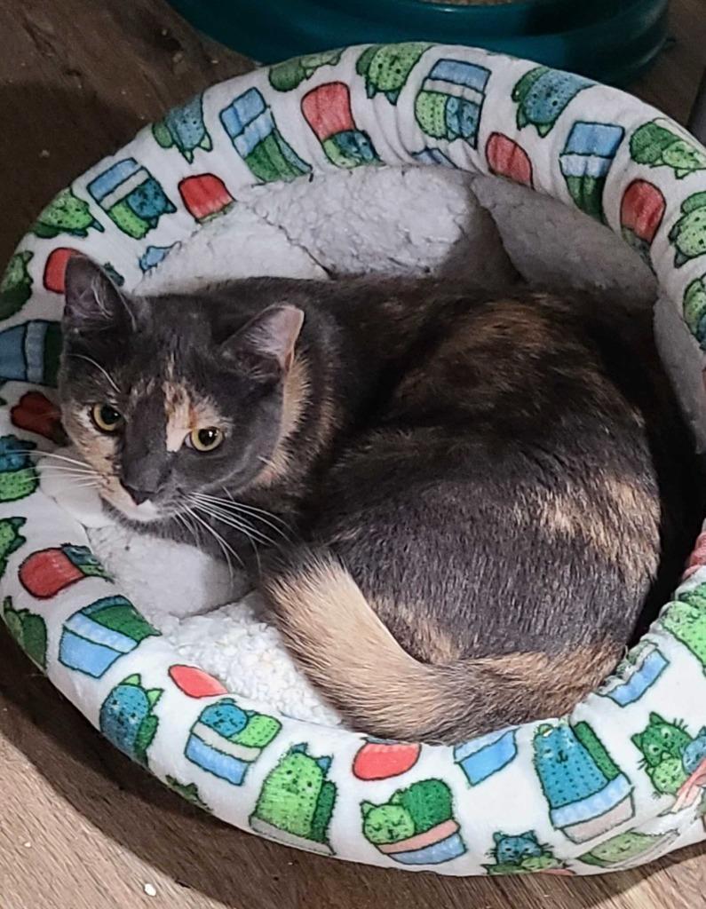 Sushi, Adoptable, Young Female Domestic Short Hair.