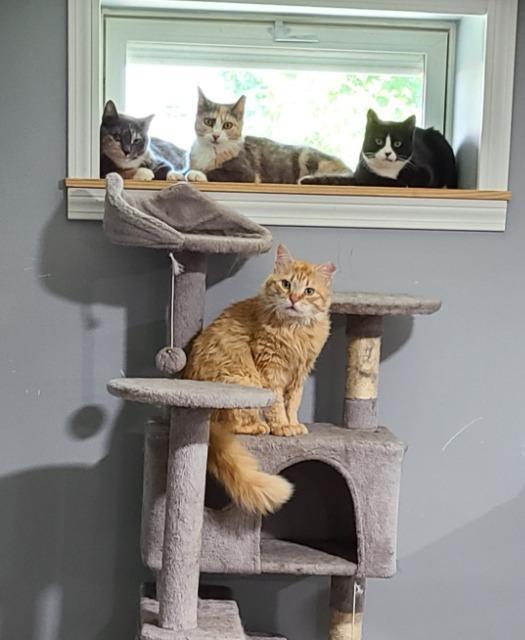 Enlarge Sushi, a Adoptable mixed breed in Pawtucket, RI image 1/4