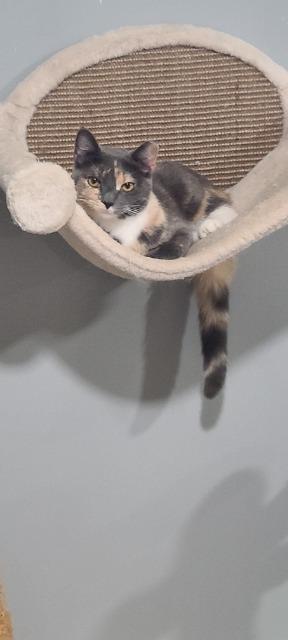 Enlarge Sushi, a Adoptable mixed breed in Pawtucket, RI image 2/4