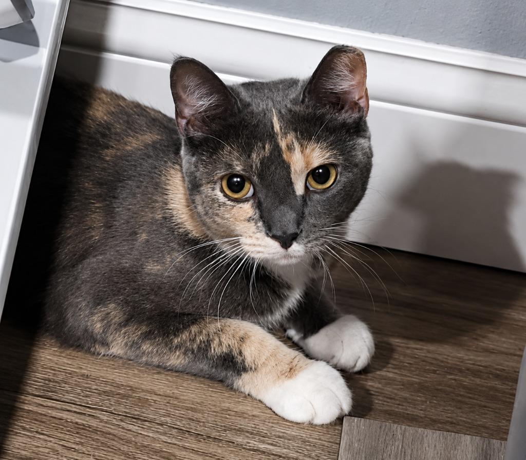 Sushi, a Adoptable mixed breed in Pawtucket, RI image 4/6