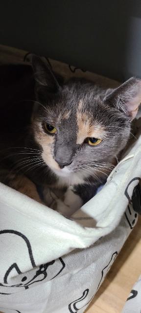 Enlarge Sushi, a Adoptable mixed breed in Pawtucket, RI image 3/4