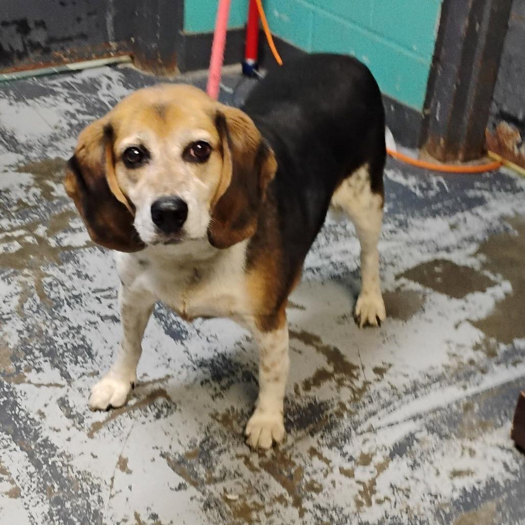Enlarge Chase, a Adoptable Beagle in Minneapolis, MN image 1/1