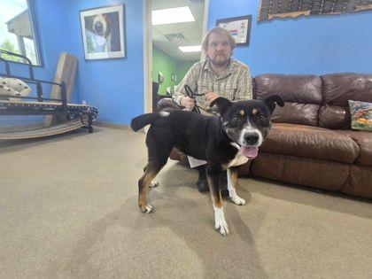 Enlarge Froy, a Adoptable mixed breed in Clayton, GA image 1/3