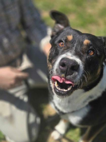 Enlarge Froy, a Adoptable mixed breed in Clayton, GA image 2/3