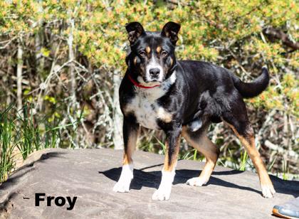 Enlarge Froy, a Adoptable mixed breed in Clayton, GA image 3/3