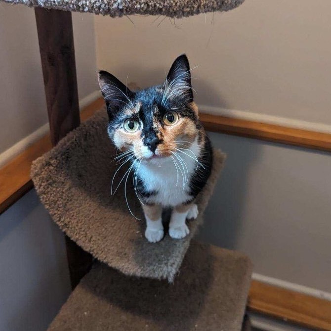 Enlarge Scarlett, a Adoptable mixed breed in Plainville, CT image 4/5