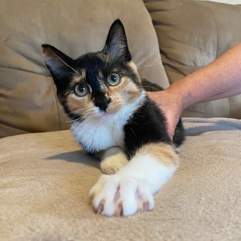 Enlarge Scarlett, a Adoptable mixed breed in Plainville, CT image 2/5