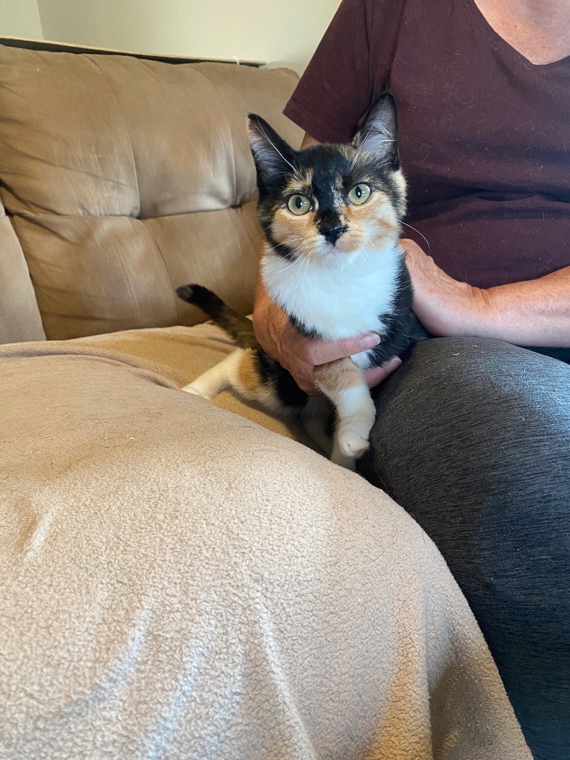 Enlarge Scarlett, a Adoptable mixed breed in Plainville, CT image 5/5