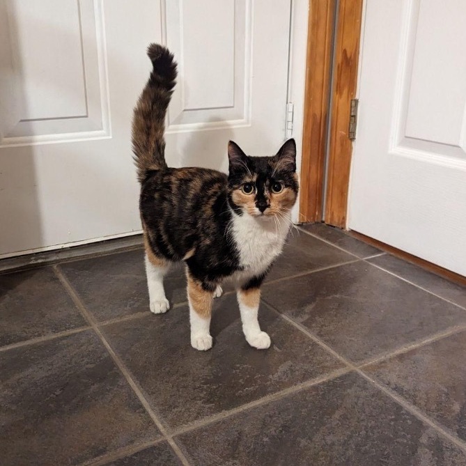 Enlarge Scarlett, a Adoptable mixed breed in Plainville, CT image 1/5